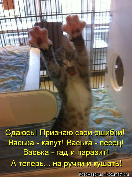 Котоматрица: Сдаюсь! Признаю свои ошибки! Васька - капут! Васька - песец! А теперь... на ручки и кушать! Васька - гад и паразит!