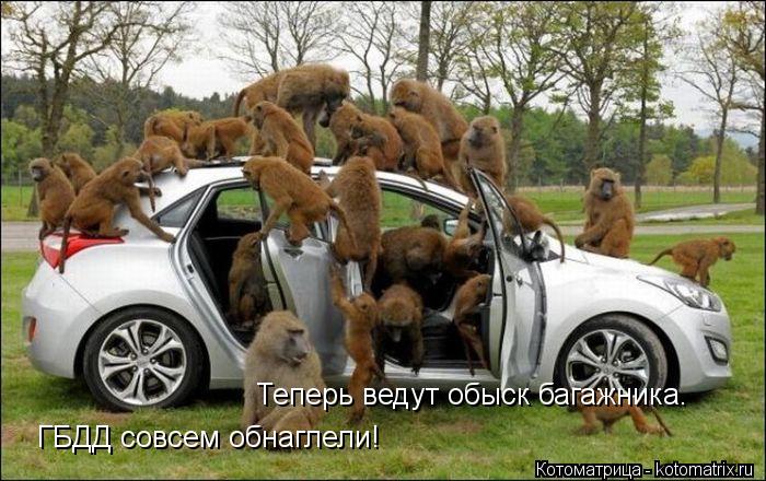 Котоматрица: ГБДД совсем обнаглели! Теперь ведут обыск багажника.