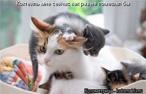 Котоматрица: Коктейль мне сейчас как раз не помешал бы