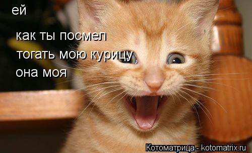 Котоматрица: ей   как ты посмел  тогать мою курицу  она моя