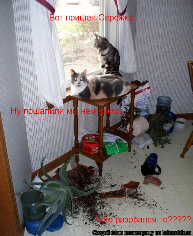 Котоматрица: Вот пришел Сережка... Ну пошалили мы немножко... Чего разорался то?????