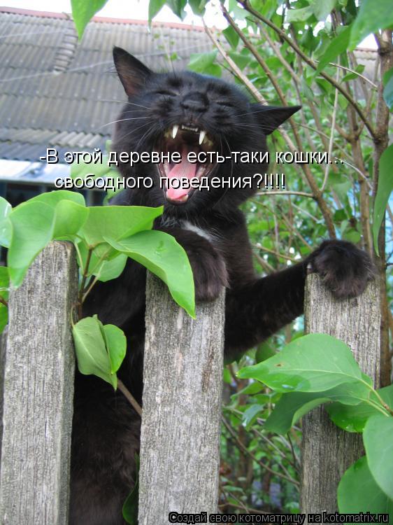 Котоматрица: -В этой деревне есть-таки кошки... свободного поведения?!!!!