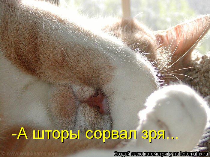 Котоматрица: -А шторы сорвал зря...