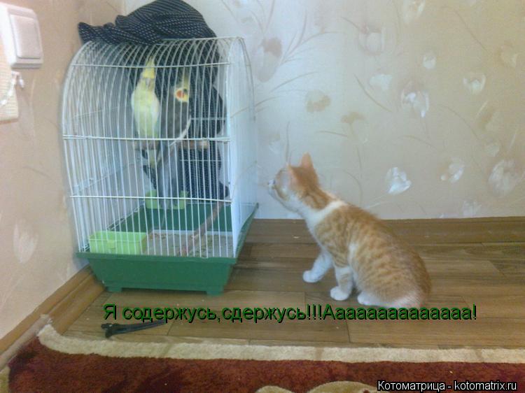 Котоматрица: Я содержусь,сдержусь!!!Аааааааааааааа!