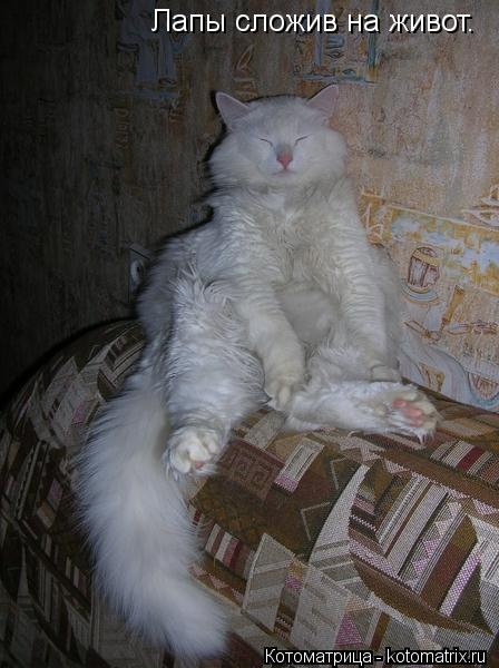 Котоматрица: Лапы сложив на живот.