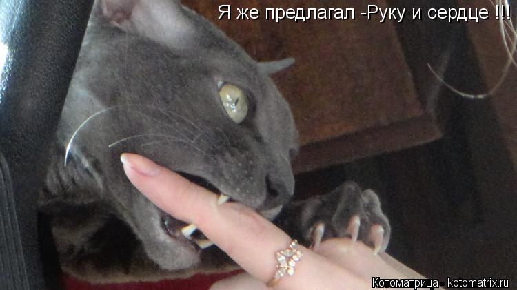 Котоматрица: Я же предлагал -Руку и сердце !!!