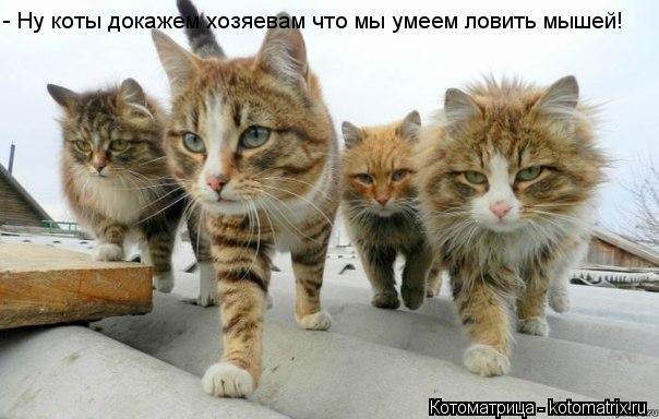 Котоматрица: - Ну коты докажем хозяевам что мы умеем ловить мышей!