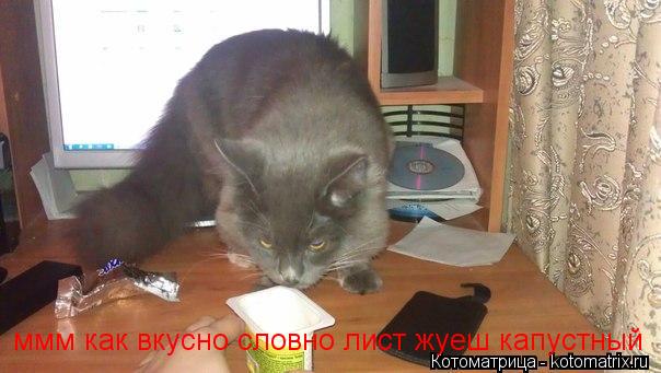 Котоматрица: ммм как вкусно словно лист жуеш капустный