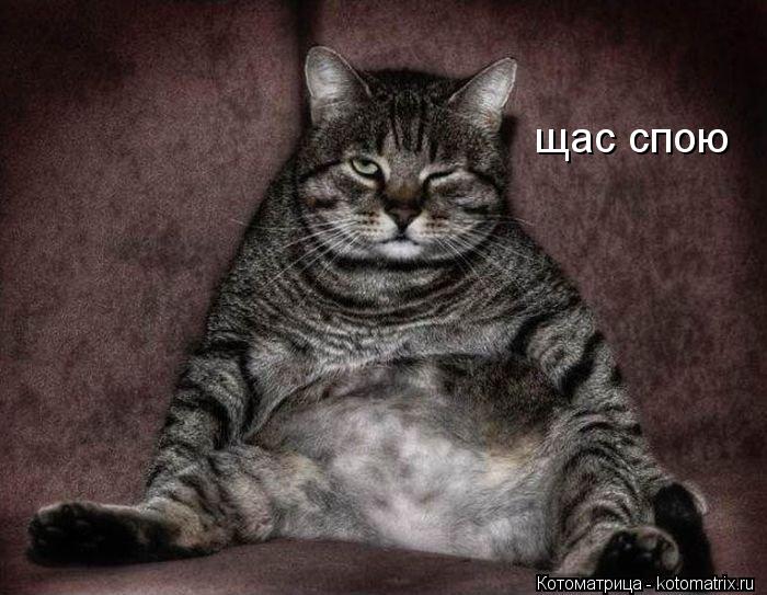 Котоматрица: щас спою