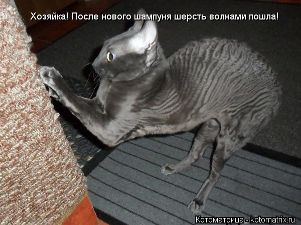 Котоматрица: Хозяйка! После нового шампуня шерсть волнами пошла!