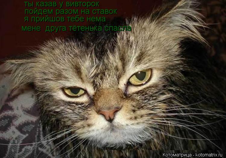 Котоматрица: ты казав у вивторок  пойдем разом на ставок я прийшов тебе нема  мене  друга тётенька спасла