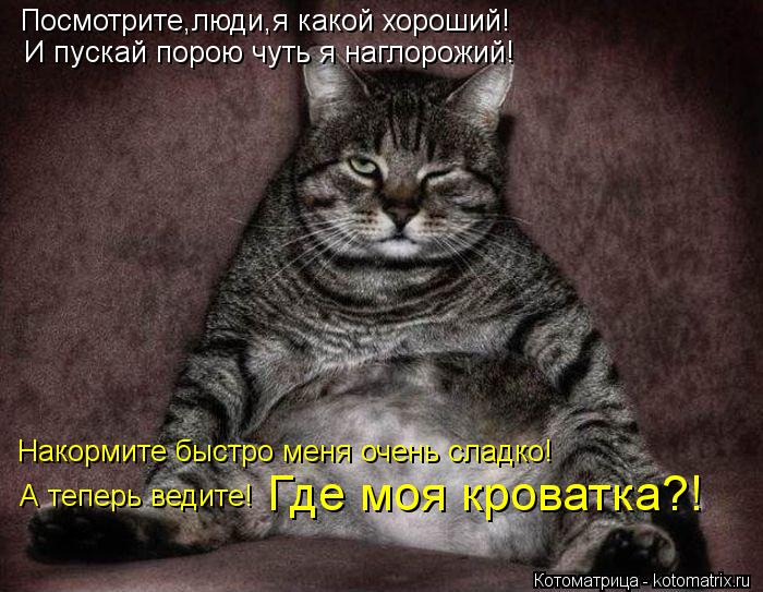 Котоматрица: Посмотрите,люди,я какой хороший! И пускай порою чуть я наглорожий! Накормите быстро меня очень сладко! А теперь ведите! Где моя кроватка?!