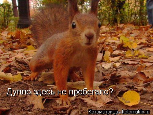 Котоматрица: Дупло здесь не пробегало?