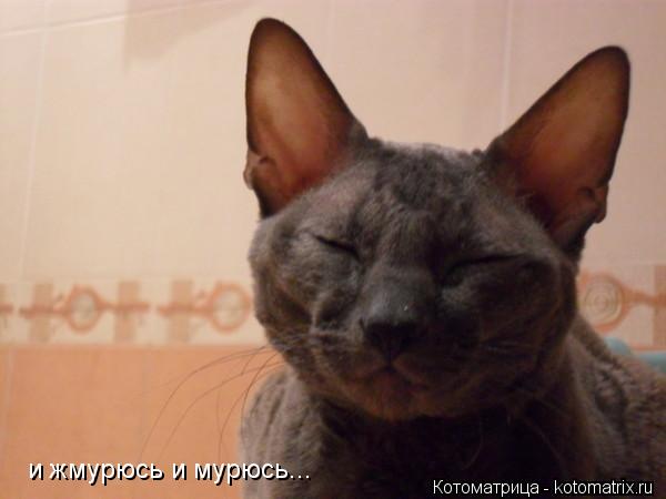 Котоматрица: и жмурюсь и мурюсь...