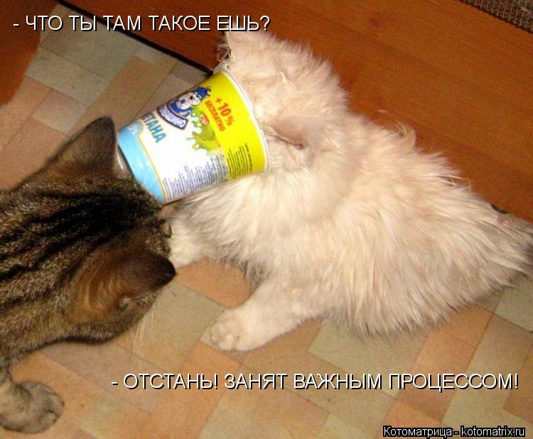 Котоматрица: - ЧТО ТЫ ТАМ ТАКОЕ ЕШЬ? - ОТСТАНЬ! ЗАНЯТ ВАЖНЫМ ПРОЦЕССОМ!
