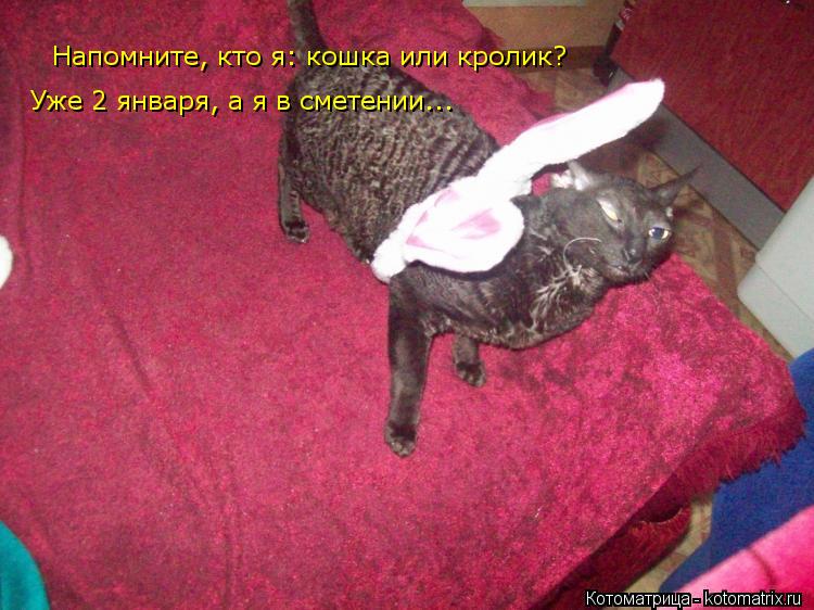 Котоматрица: Напомните, кто я: кошка или кролик?  Уже 2 января, а я в сметении...