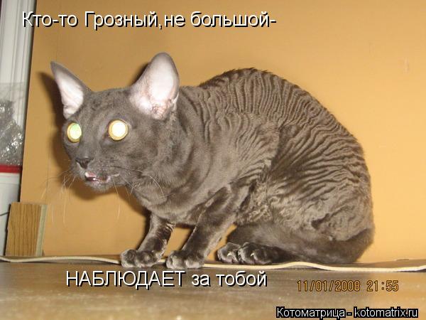 Котоматрица: Кто-то Грозный,не большой- НАБЛЮДАЕТ за тобой