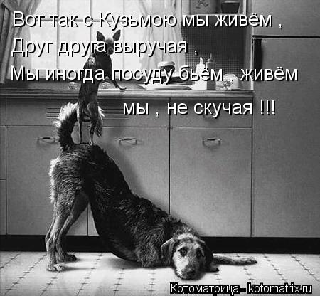 Котоматрица: Вот так с Кузьмою мы живём , Друг друга выручая , Мы иногда посуду бьём , живём  мы , не скучая !!!