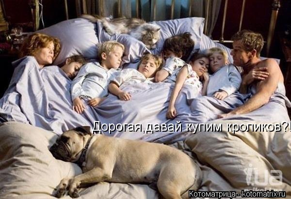 Котоматрица: Дорогая,давай купим кроликов?!