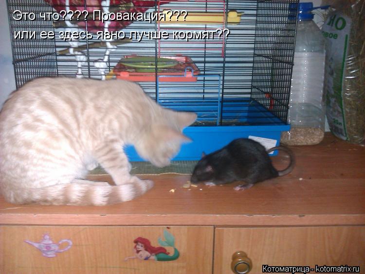 Котоматрица: Это что???? Провакация???  или ее здесь явно лучше кормят??