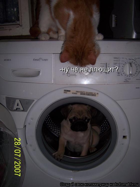 Котоматрица: -ну чё,не плющит?