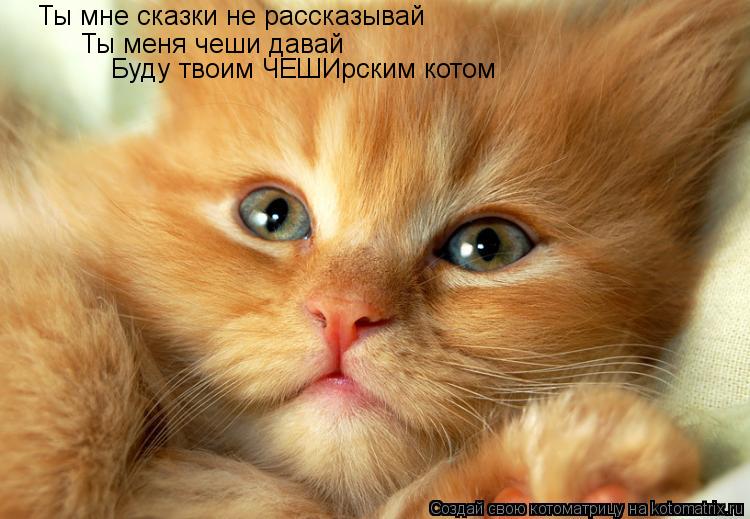 Котоматрица: Ты мне сказки не рассказывай Ты меня чеши давай Буду твоим ЧЕШИрским котом