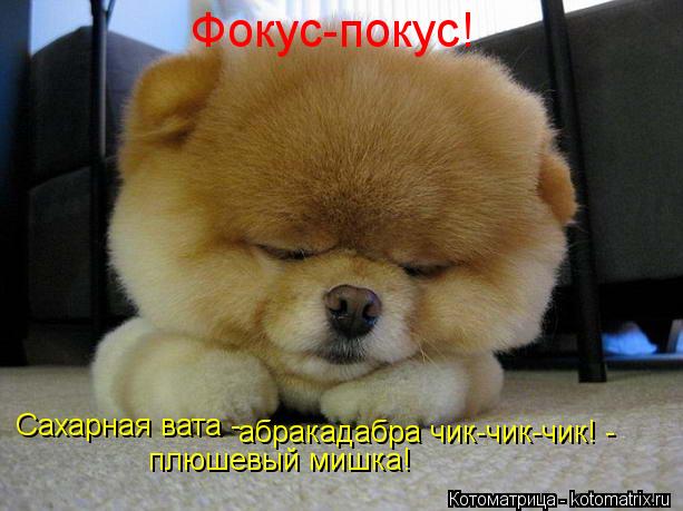 Котоматрица: Фокус-покус! Сахарная вата -  абракадабра чик-чик-чик! - плюшевый мишка!
