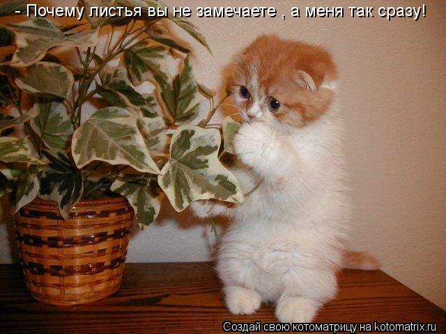 Котоматрица: - Почему листья вы не замечаете , а меня так сразу!