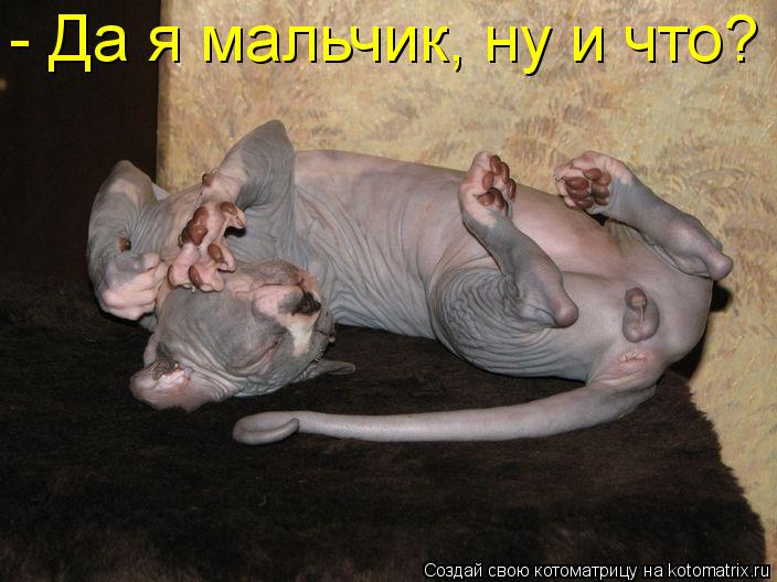 Котоматрица: - - Да я мальчик, ну и что?