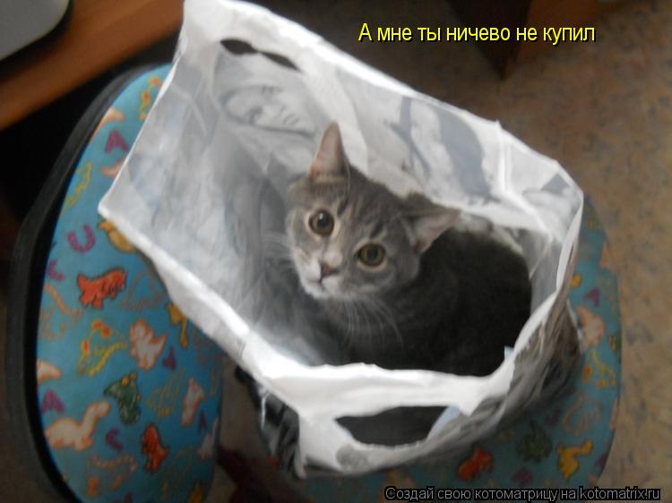 Котоматрица: А мне ты ничево не купил
