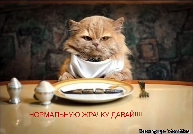 Котоматрица: НОРМАЛЬНУЮ ЖРАЧКУ ДАВАЙ!!!!