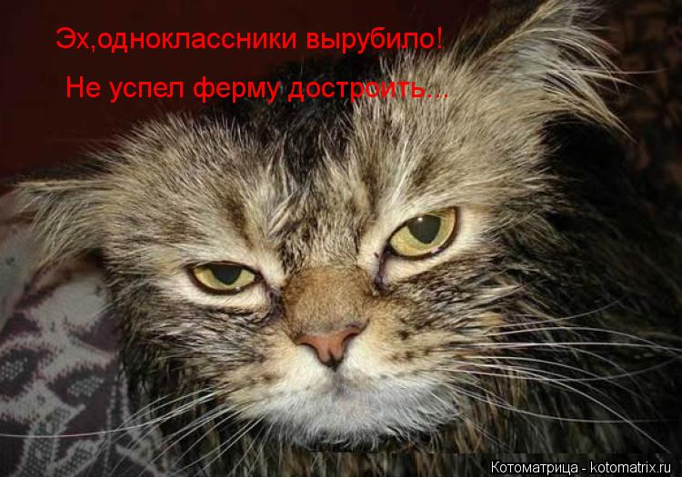 Котоматрица: Эх,одноклассники вырубило!  Не успел ферму достроить...