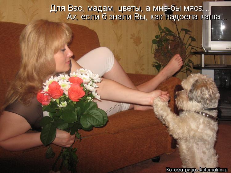 Котоматрица: Для Вас, мадам, цветы, а мне-бы мяса... Ах, если б знали Вы, как надоела каша...