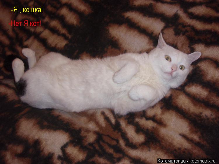 Котоматрица: -Я , кошка! -Нет Я кот!