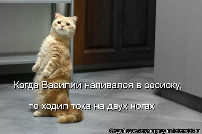 Котоматрица: Когда Василий напивался в сосиску, то ходил тока на двух ногах