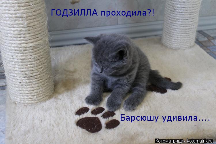 Котоматрица: ГОДЗИЛЛА проходила?! Барсюшу удивила....