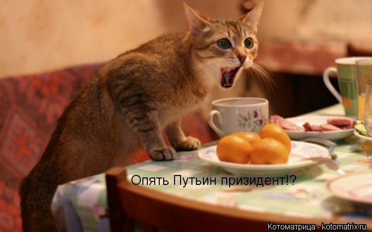 Котоматрица: Опять Путьин призидент!?
