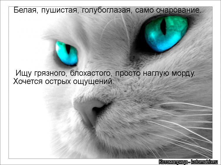 Котоматрица: Белая, пушистая, голубоглазая, само очарование. Ищу грязного, блохастого, просто наглую морду. Хочется острых ощущений.