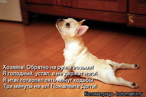 Котоматрица: Хозяйка! Обратно на ручки возьми! Я голодный, устал, и не держат ноги! Я итак потерпел пять минут ходьбы, Три минуты не ел! Пожалейте Догги!