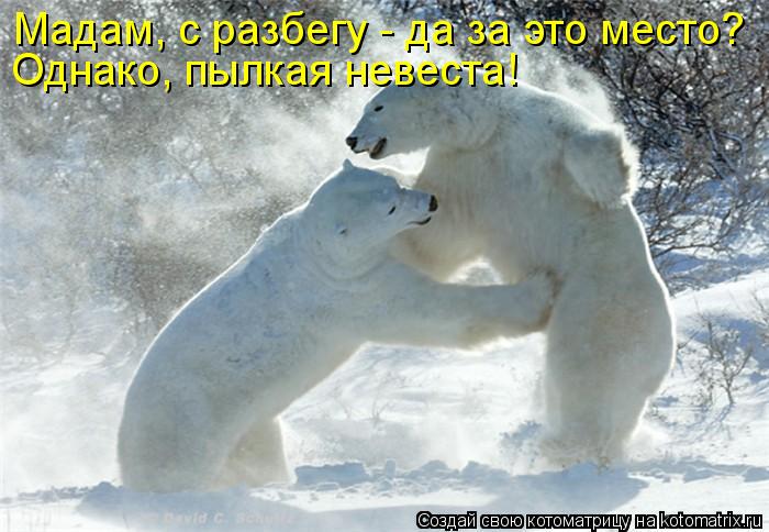 Котоматрица: Мадам, с разбегу - да за это место? Однако, пылкая невеста!