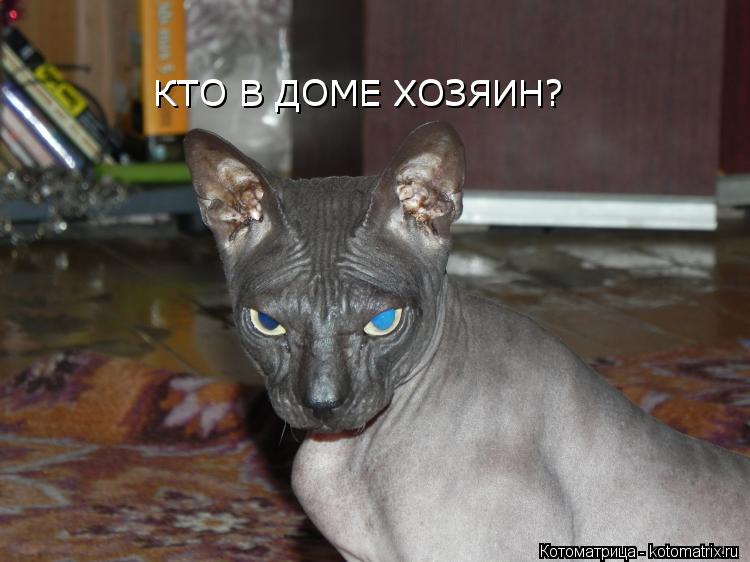 Котоматрица: КТО В ДОМЕ ХОЗЯИН? КТО В ДОМЕ ХОЗЯИН?
