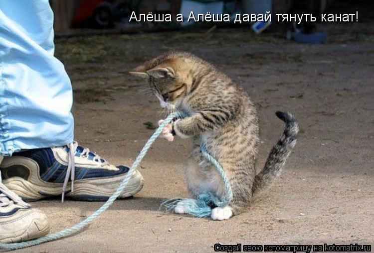 Котоматрица: Алёша а Алёша давай тянуть канат!