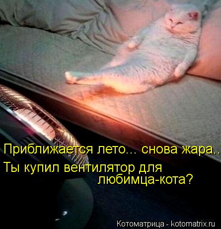 Котоматрица: Приближается лето... снова жара... Ты купил вентилятор для любимца-кота?
