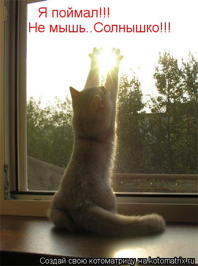Котоматрица: Я поймал!!! Не мышь..Солнышко!!!