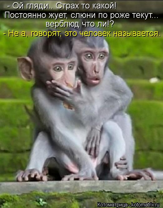 Котоматрица: - Ой гляди.. Страх то какой! Постоянно жует, слюни по роже текут...  верблюд что ли!?  - Не а, говорят, это человек называется.