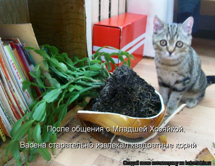 Котоматрица: После общения с Младшей Хозяйкой Васена старательно извлекал квадратные корни