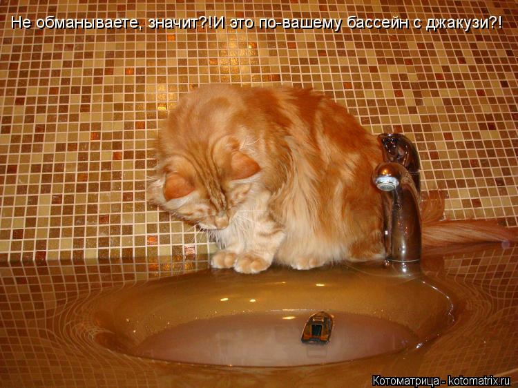 Котоматрица: Не обманываете, значит?!И это по-вашему бассейн с джакузи?! Не обманываете, значит?!И это по-вашему бассейн с джакузи?!