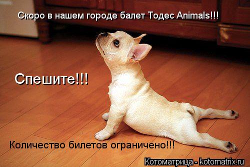 Котоматрица: Скоро в нашем городе балет Тодес Animals!!! Спешите!!!  Количество билетов ограничено!!!