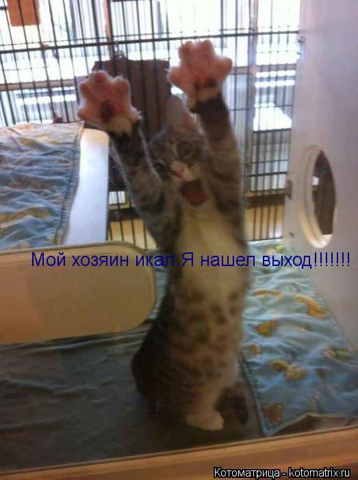 Котоматрица: Мой хозяин икал.Я нашел выход!!!!!!!