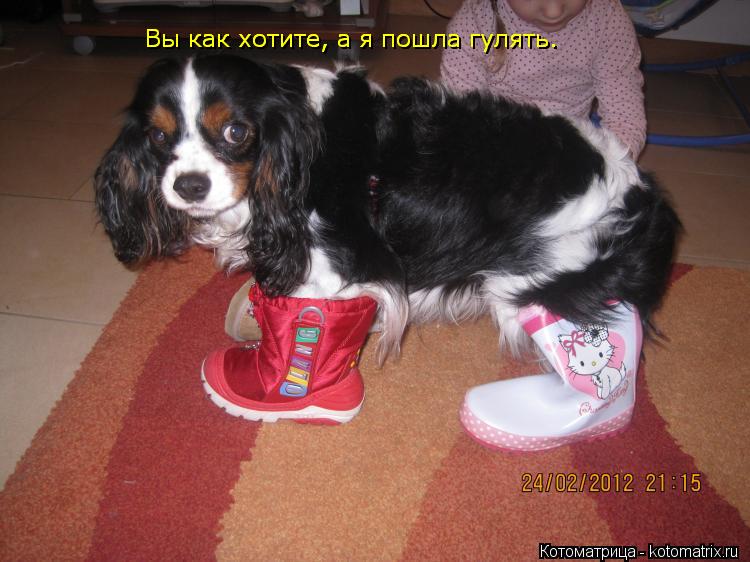 Котоматрица: Вы как хотите, а я пошла гулять. Вы как хотите, а я пошла гулять.